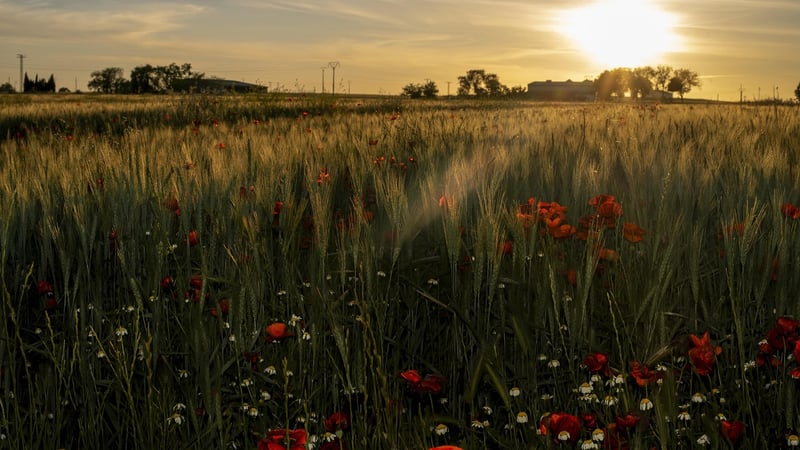 Harvest Highlights